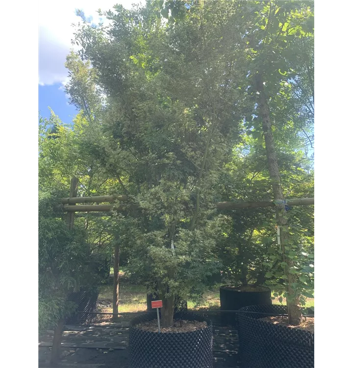 Fächerahorn 'Kagiri nishiki' - Acer palmatum 'Kagiri nishiki' - Collection