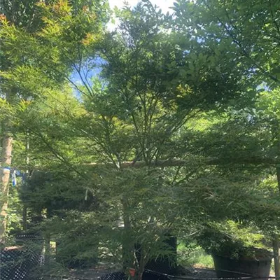 Solitäre 275-300 HP24-191 2150 - Fächerahorn 'Villa Taranto' - Acer palmatum 'Villa Taranto' - Collection