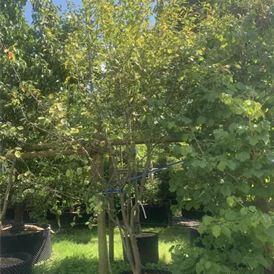 Solitär 22.25B 850 - Felsenbirne 'Ballerina' - Amelanchier 'Ballerina' - Collection