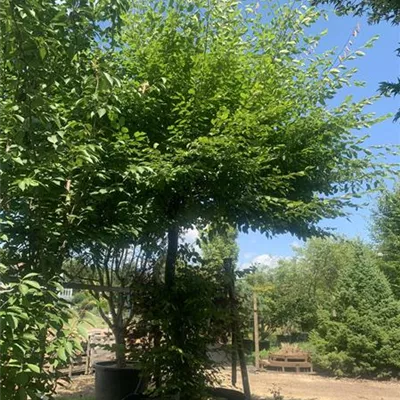 Schirmform 240 - 250 22-51D 7280 - Hainbuche,Weißbuche - Carpinus betulus - Collection
