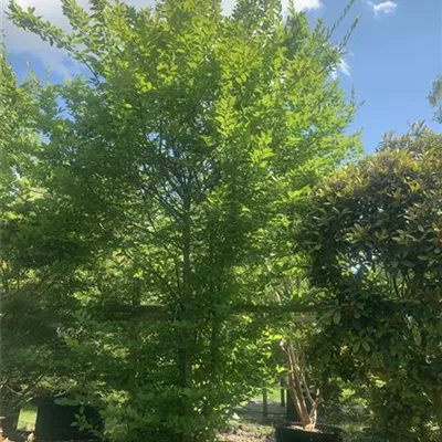 Schirmform HP18A 1850 - Hainbuche,Weißbuche - Carpinus betulus - Collection