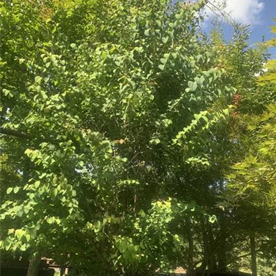 Solitär 25-520 1000 - Judasblattbaum - Cercidiphyllum japonicum - Collection