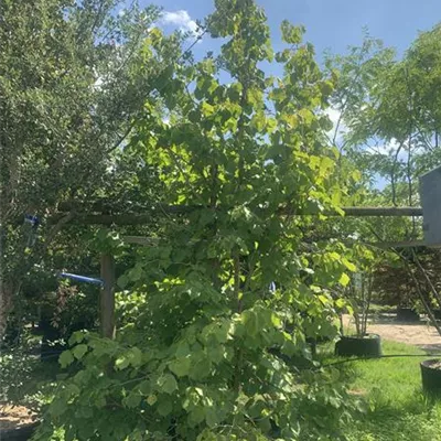 Solitär 350-400 HP24-299 995 - Baumhasel - Corylus colurna - Collection
