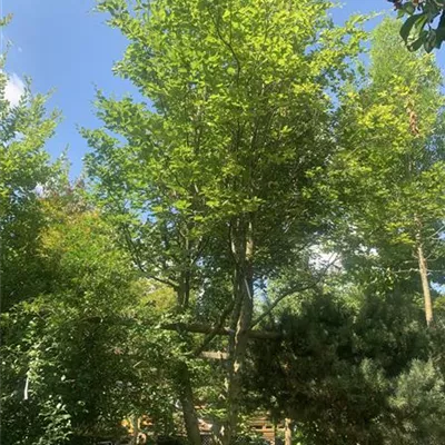 Schirmform 350-400 Nr. HP23-47 2900 - Rotbuche - Fagus sylvatica - Collection