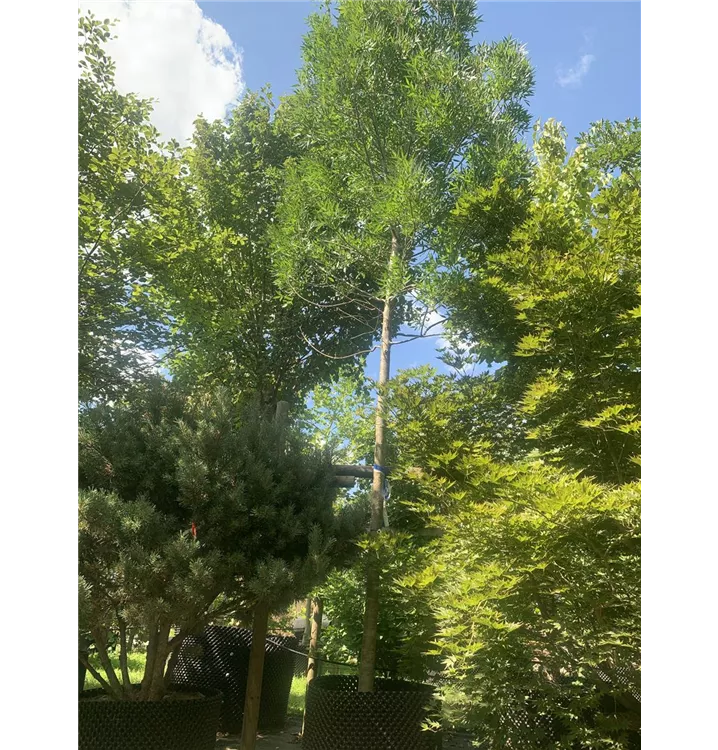 Kleinkronige Esche 'Raywood' - Fraxinus angustifolia 'Raywood' - Collection