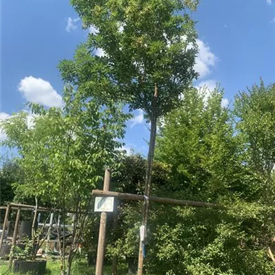 Hochstamm 14 - 16 25-526 853 - Blumenesche 'Obelisk' - Fraxinus ornus 'Obelisk' - Collection