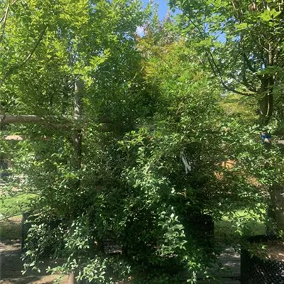 Solitär / EXB 25-524 950 - Burkwoods Duftblüte - Osmanthus burkwoodii - Collection