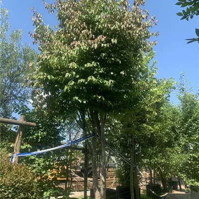 Schirmform HP55A & 50A 5500 - Eisenbaum - Parrotia persica - Collection
