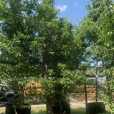 Spalierform / EXC 275x200 HP24-546 3700 - Stadtbirne 'Chanticleer' - Pyrus calleryana 'Chanticleer' - Collection