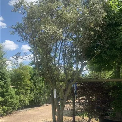 Schirmform 350 - 400 25-531 3199 - Stein-Eiche - Quercus ilex - Collection