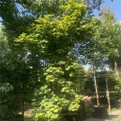 Solitär 275-300 HP24-115 3250 - Japanischer Ahorn 'Vitifolium' - Acer japonicum 'Vitifolium' - Collection