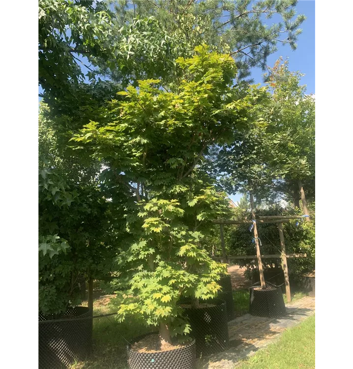 Japanischer Ahorn 'Vitifolium' - Acer japonicum 'Vitifolium' - Collection