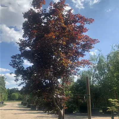 Sol 500-600, Nr. 127, 5100 - Roter Fächerahorn 'Bloodgood' - Acer palmatum 'Bloodgood' - Collection