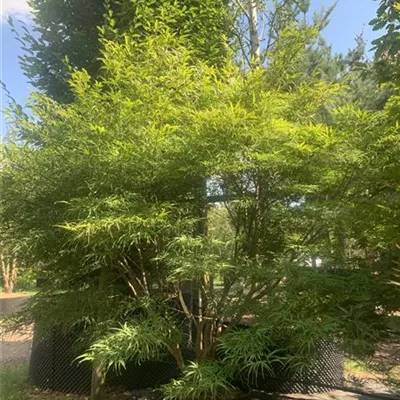Solitär/EXC 150-175 HP24-155 1340 - Acer palmatum 'Koto No Ito' - Collection