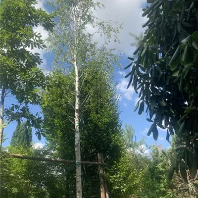 Hochstamm 35-40 24-1328 2650 - Sandbirke - Betula pendula - Collection