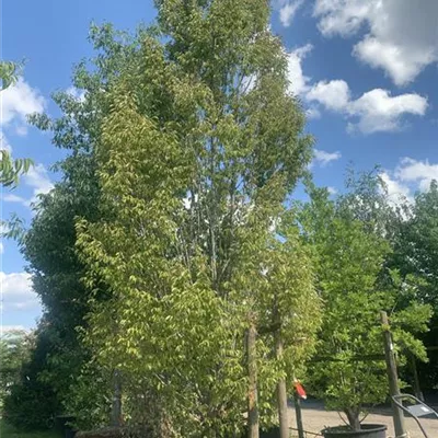 Solitär 600-700 24-1318 2100 - Pyramiden-Hainbuche 'Fastigiata' - Carpinus betulus 'Fastigiata' - Collection