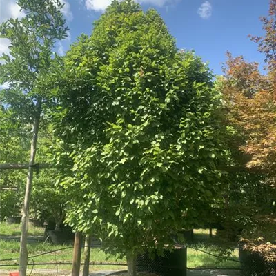 Solitär 275-300 HP24-247 1516 - Säulen-Hainbuche 'Monument' - Carpinus betulus 'Monument' - Collection