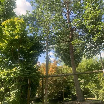 Hochstamm 30-35 24-1312 2200 - Baumhasel - Corylus colurna - Collection