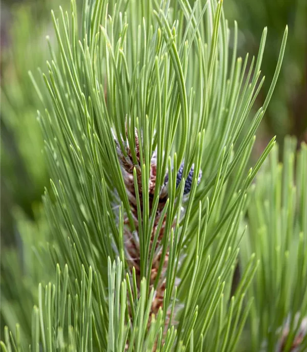 Pinus heldreichii 'Compact Gem'