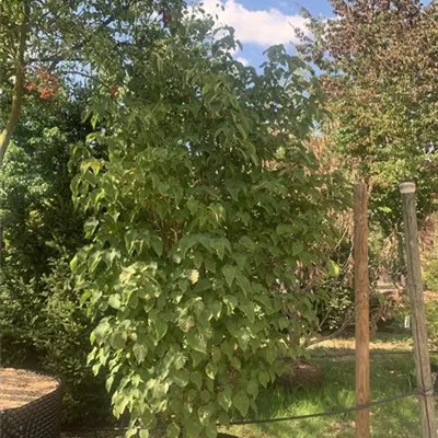 Solitär 250-275 HP24-317 1100 - Taschentuchbaum 'Sonoma' - Davidia involucrata 'Sonoma' - Collection