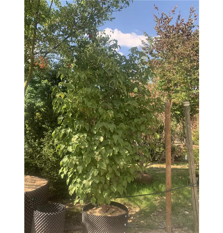 Taschentuchbaum 'Sonoma' - Davidia involucrata 'Sonoma' - Collection