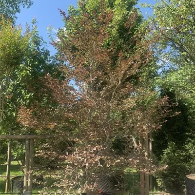 Solitär 350-400 HP24-369 1840 - Blutbuche 'Tricolor' - Fagus sylvatica 'Purpurea Tricolor' - Collection