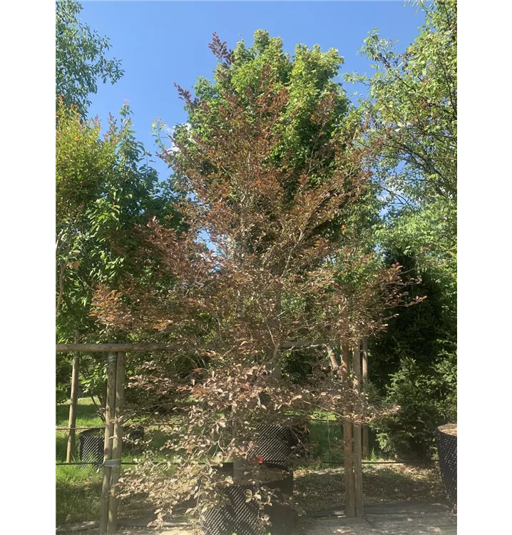 Blutbuche 'Tricolor' - Fagus sylvatica 'Purpurea Tricolor' - Collection