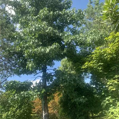 Solitär 600-700 24-1327 4950 - Amerikanischer Amberbaum - Liquidambar styraciflua - Collection