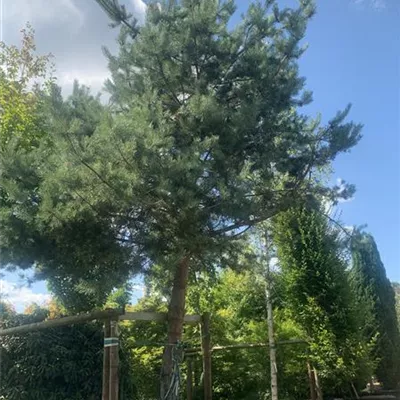 Charakterbaum 60-65 23-61D 5350 - Kiefer - Pinus sylvestris - Collection