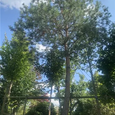 Hochstamm 25-515 4910 - Kiefer - Pinus sylvestris - Collection