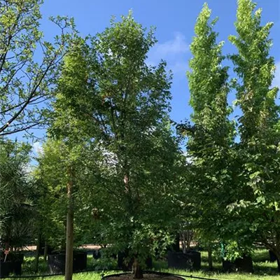 Solitär 100-150 x 250-300 24-B16 1790 - Zimt-Ahorn - Acer griseum - Collection