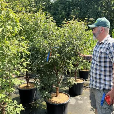 Solitär 175 - 200 NBZ 25-B110 726 - Zimt-Ahorn - Acer griseum - Collection