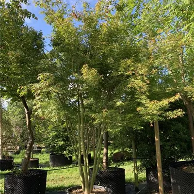 Sol 300-350, Nr. HP23-118, 1263 - Fächerahorn - Acer palmatum - Collection