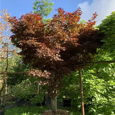 Schirmform 250-300 24-1233 2650 - Roter Fächerahorn 'Bloodgood' - Acer palmatum 'Bloodgood' - Collection
