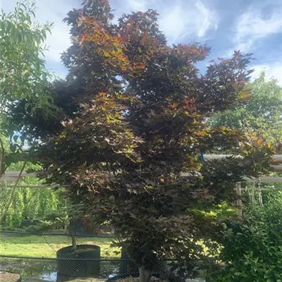 Solitär 275 - 300 25-605 3481 - Roter Fächerahorn 'Bloodgood' - Acer palmatum 'Bloodgood' - Collection