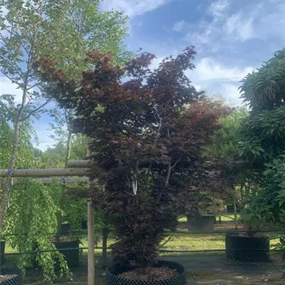 Solitär 275 - 300 25-607 2674 - Roter Fächerahorn 'Bloodgood' - Acer palmatum 'Bloodgood' - Collection