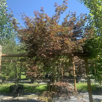 Solitär 125 - 150 25-657 319 - Roter Fächerahorn 'Bloodgood' - Acer palmatum 'Bloodgood' - Collection
