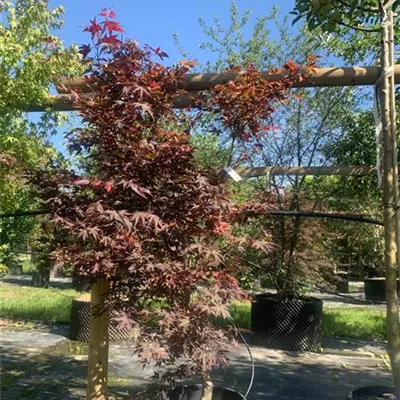 Solitär 150 - 200 25-652 640 - Fächerahorn 'Fireglow' - Acer palmatum 'Fireglow' - Collection