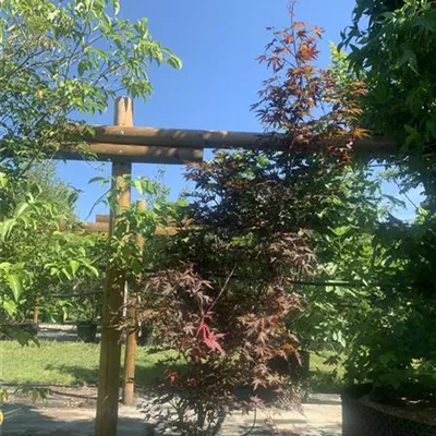 Solitär 150 - 200 25-663 640 - Fächerahorn 'Fireglow' - Acer palmatum 'Fireglow' - Collection