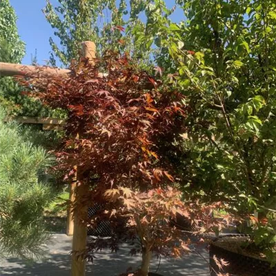 Solitär 150 - 200 25-669 640 - Fächerahorn 'Fireglow' - Acer palmatum 'Fireglow' - Collection