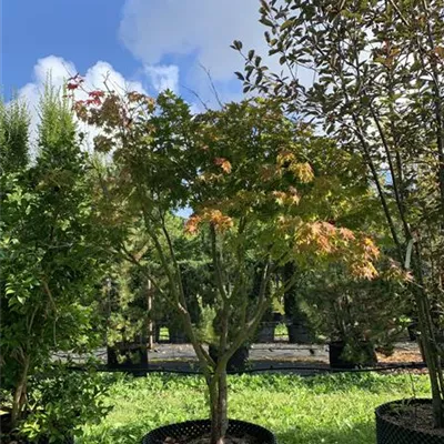 Schirmform 250-275 Nr. HP23-98 2950 - Fächerahorn 'Osakazuki' - Acer palmatum 'Osakazuki' - Collection