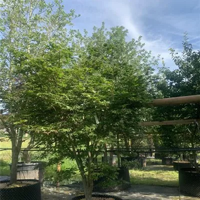 Solitär / EXC 200 - 250 25-599 1410 - Fächerahorn 'Osakazuki' - Acer palmatum 'Osakazuki' - Collection