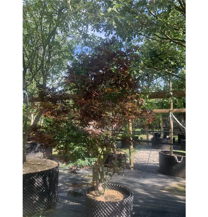 Fächerahorn 'Red Flash' - Acer palmatum 'Red Flash' - Collection
