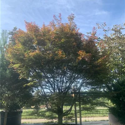 Solitär / EXC 500 - 550 25-603 12500 - Fächerahorn 'Scolopendrifolium Atropurpureum' - Acer palmatum 'Scolopendrifolium Atropurpureum' - Collection