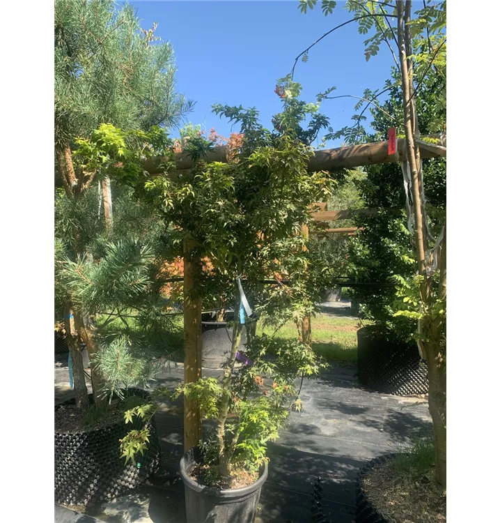Fächerahorn 'Seiun Kaku' - Acer palmatum 'Seiun Kaku' - Collection