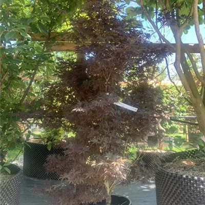 Solitär 125 - 150 25-673 544 - Fächerahorn 'Skeeter's Broom' - Acer palmatum 'Skeeter´s Broom' - Collection