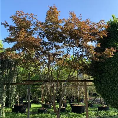 Solitär 300-350 HP24-185 3250 - Fächerahorn 'Trompenburg' - Acer palmatum 'Trompenburg' - Collection