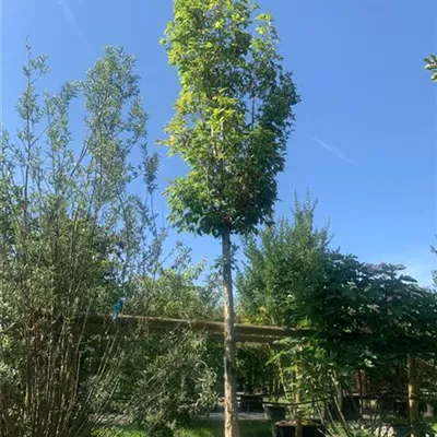Hochstamm 30 - 35 25-643 2816 - Rotahorn - Acer rubrum - Collection