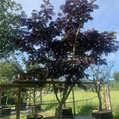 Solitär 350 - 400 25-597 3208 - Seidenbaum 'Summer Chocolate' -S- - Albizia julibr.'Summer Chocolate' -S- - Collection
