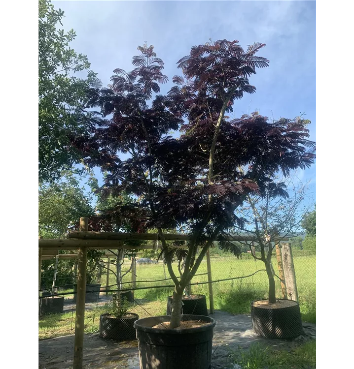 Seidenbaum 'Summer Chocolate' -S- - Albizia julibr.'Summer Chocolate' -S- - Collection